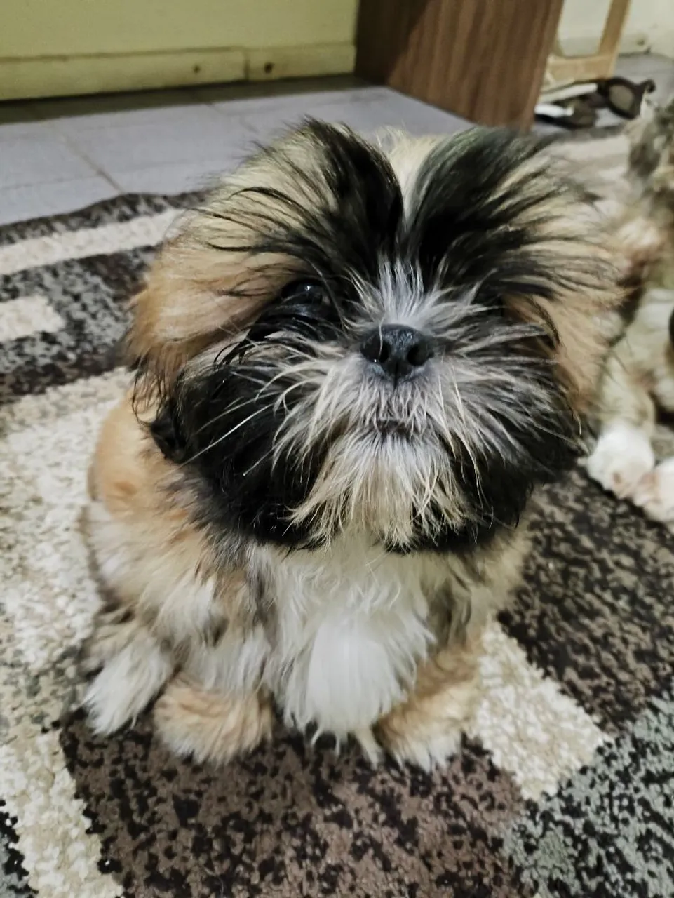Filhote Shih Tzu Macho