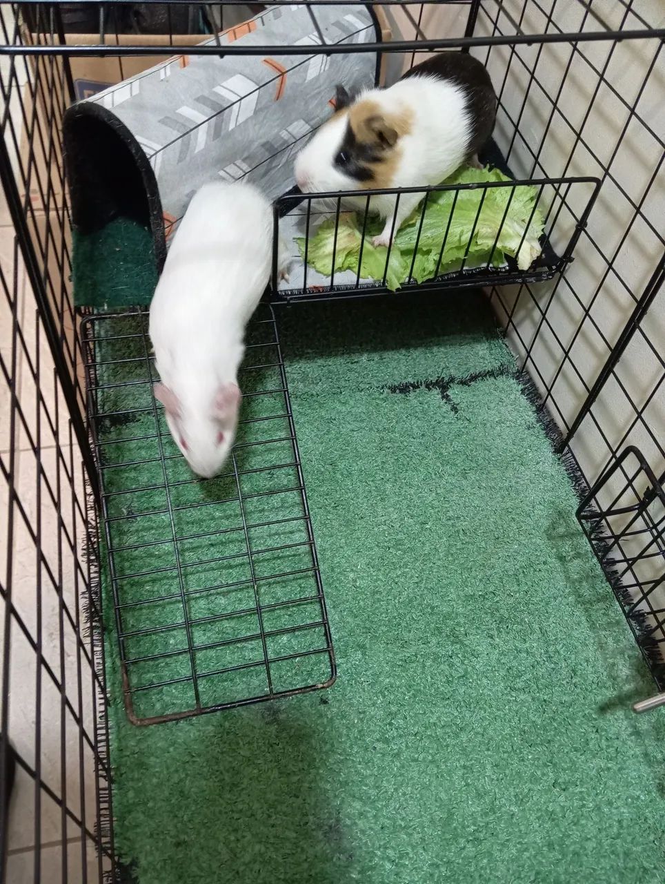 Porquinhos da Índia para adoção - Foto 2