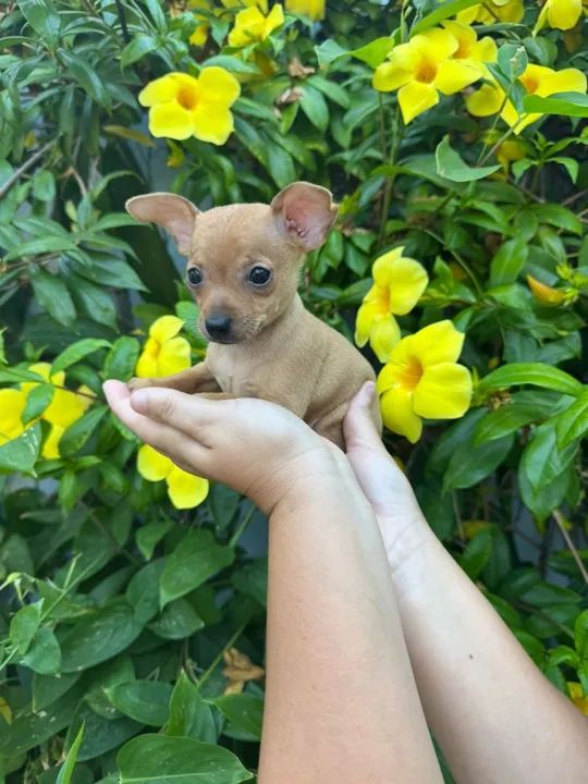 Filhote de Pinscher  - Foto 4