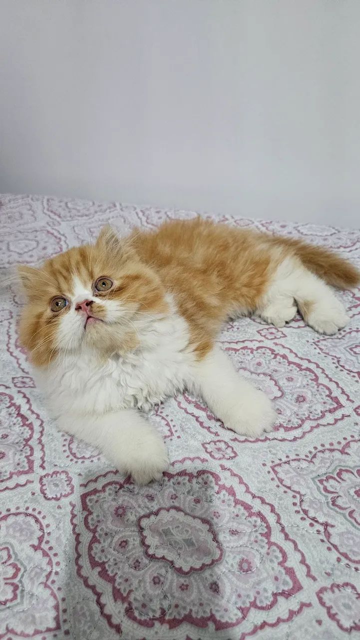 Gato persa ( macho) - Foto 2