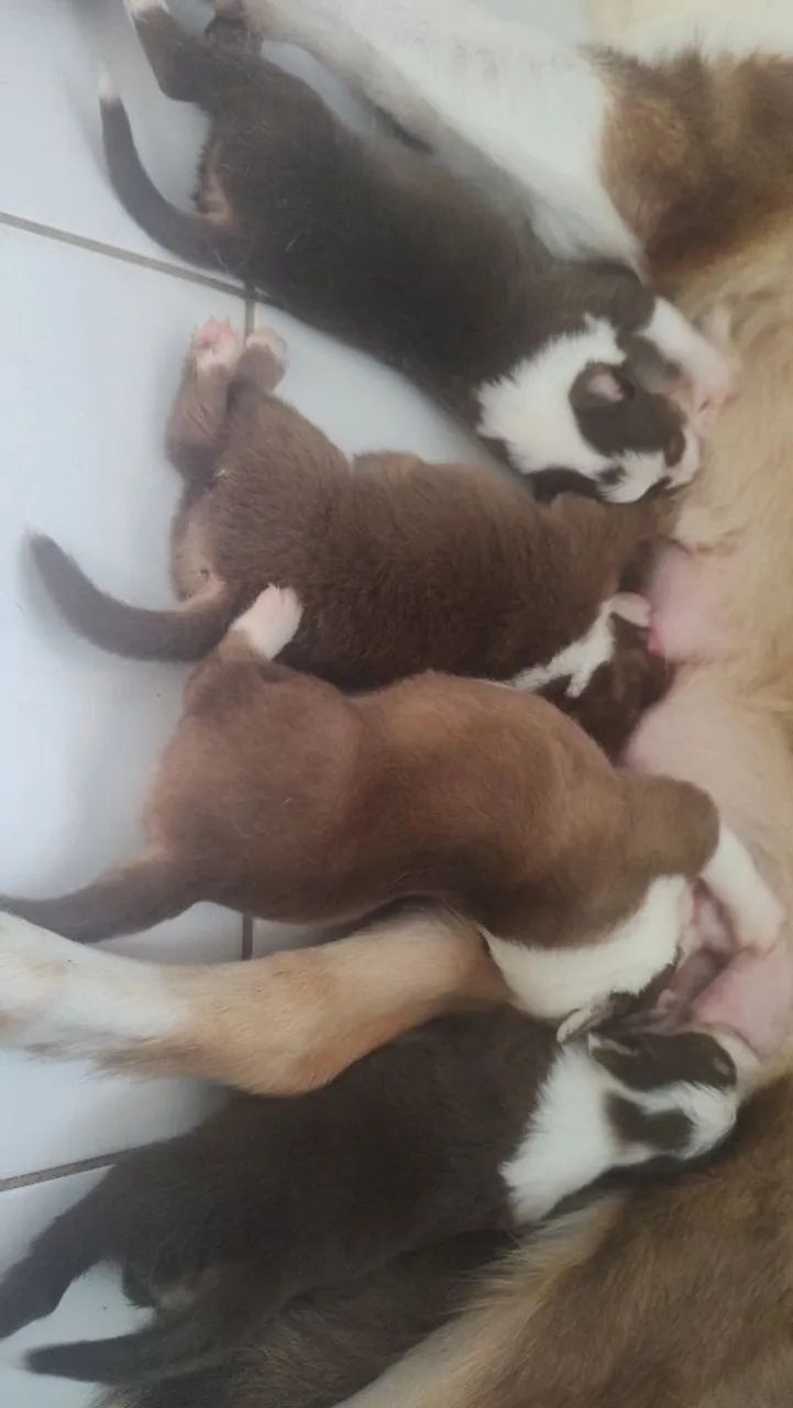 Vende-se filhotes de Border colle  - Foto 2