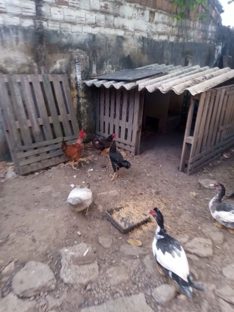 Galinha e pato  - Foto 2