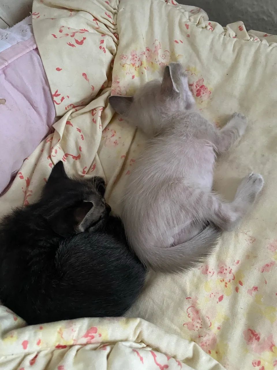 Gatinhos para doação  - Foto 4
