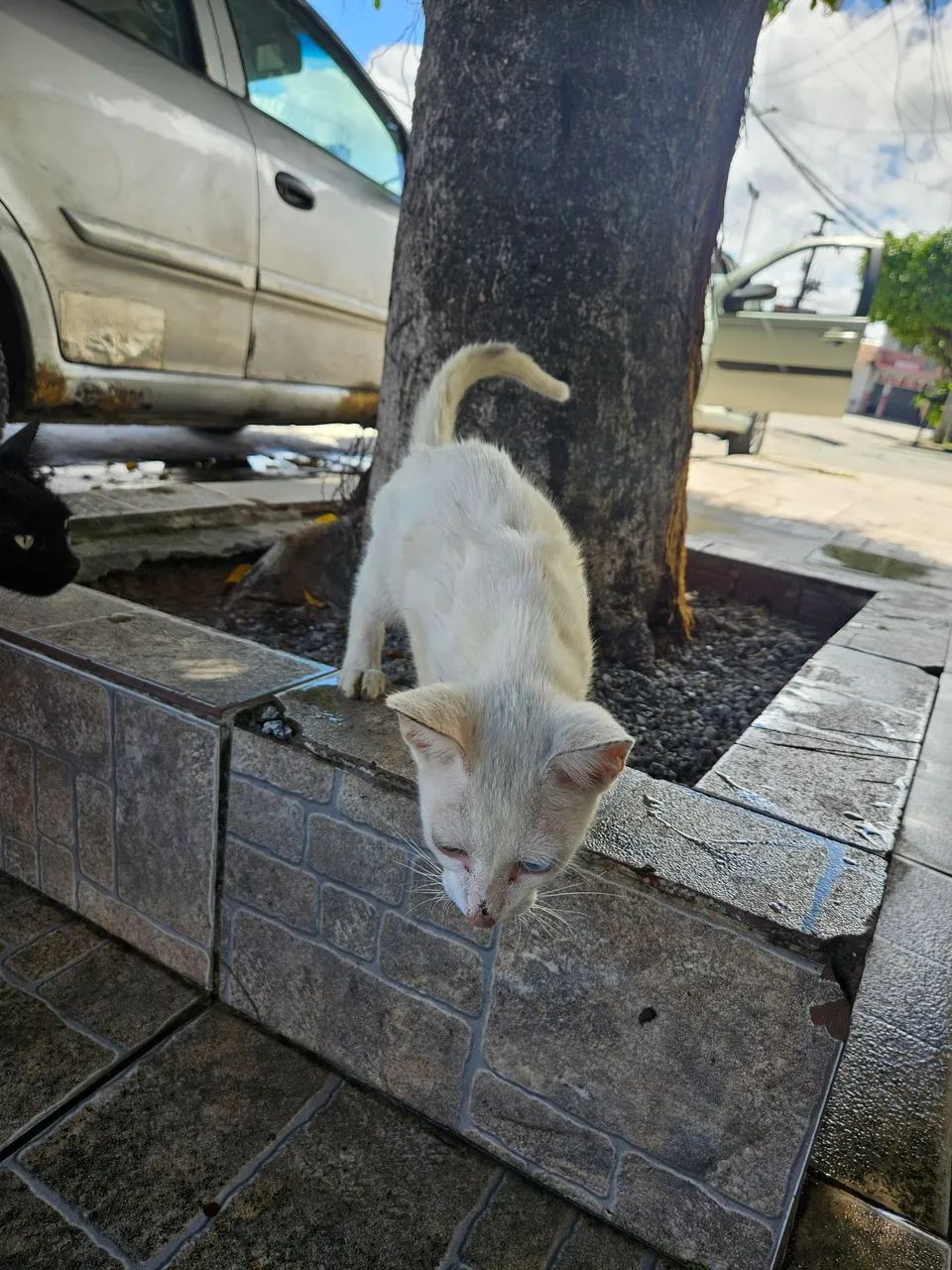 Gato - Foto 2
