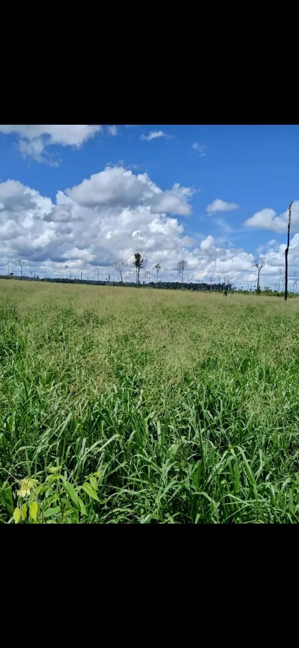 Sítio a venda * - Foto 4