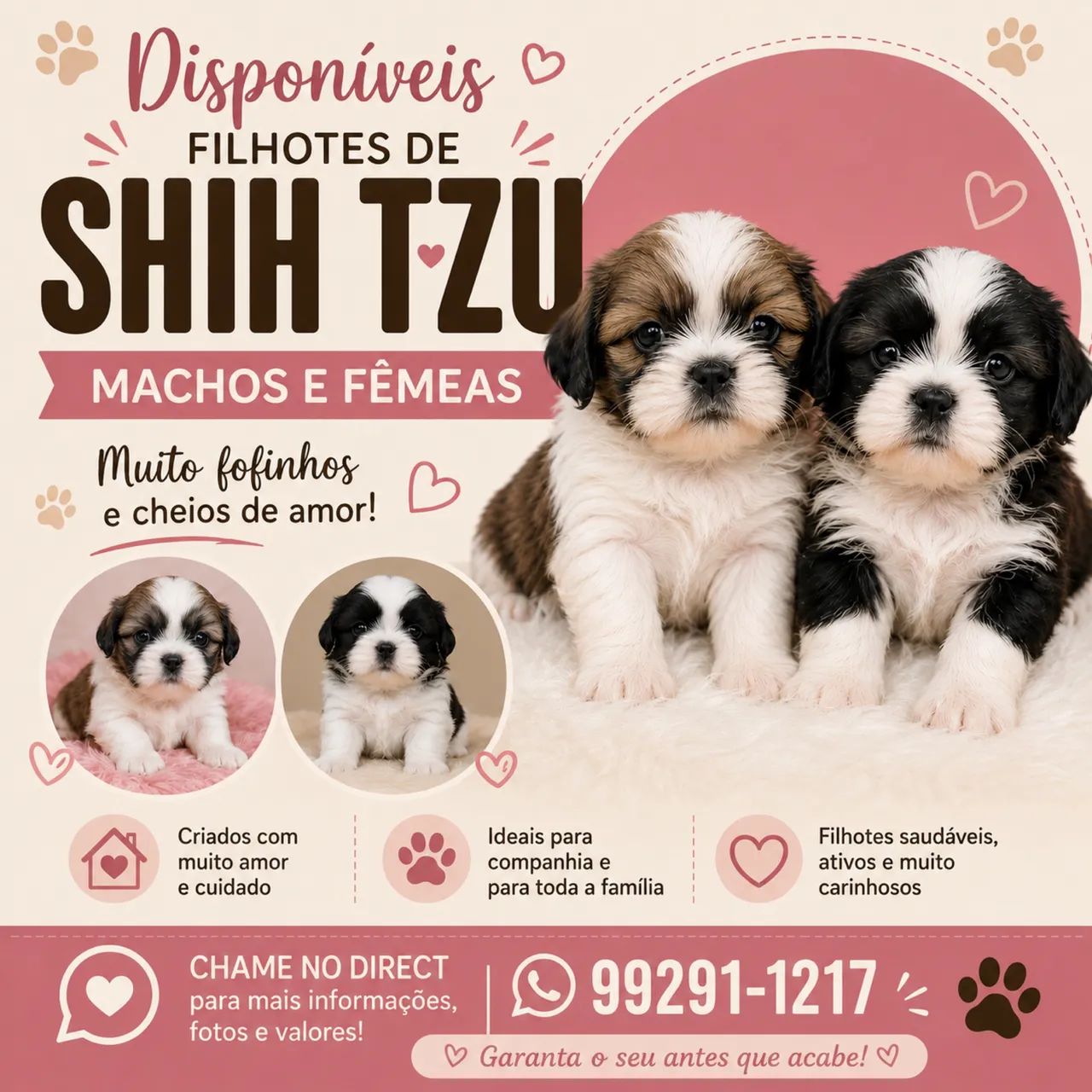 Shihtzu venda 