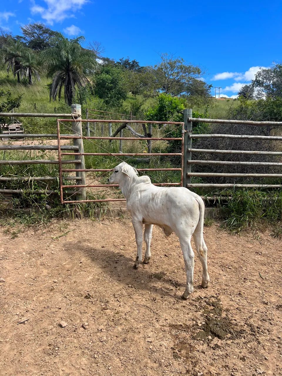 Bezerro tourinho premium  - Foto 2