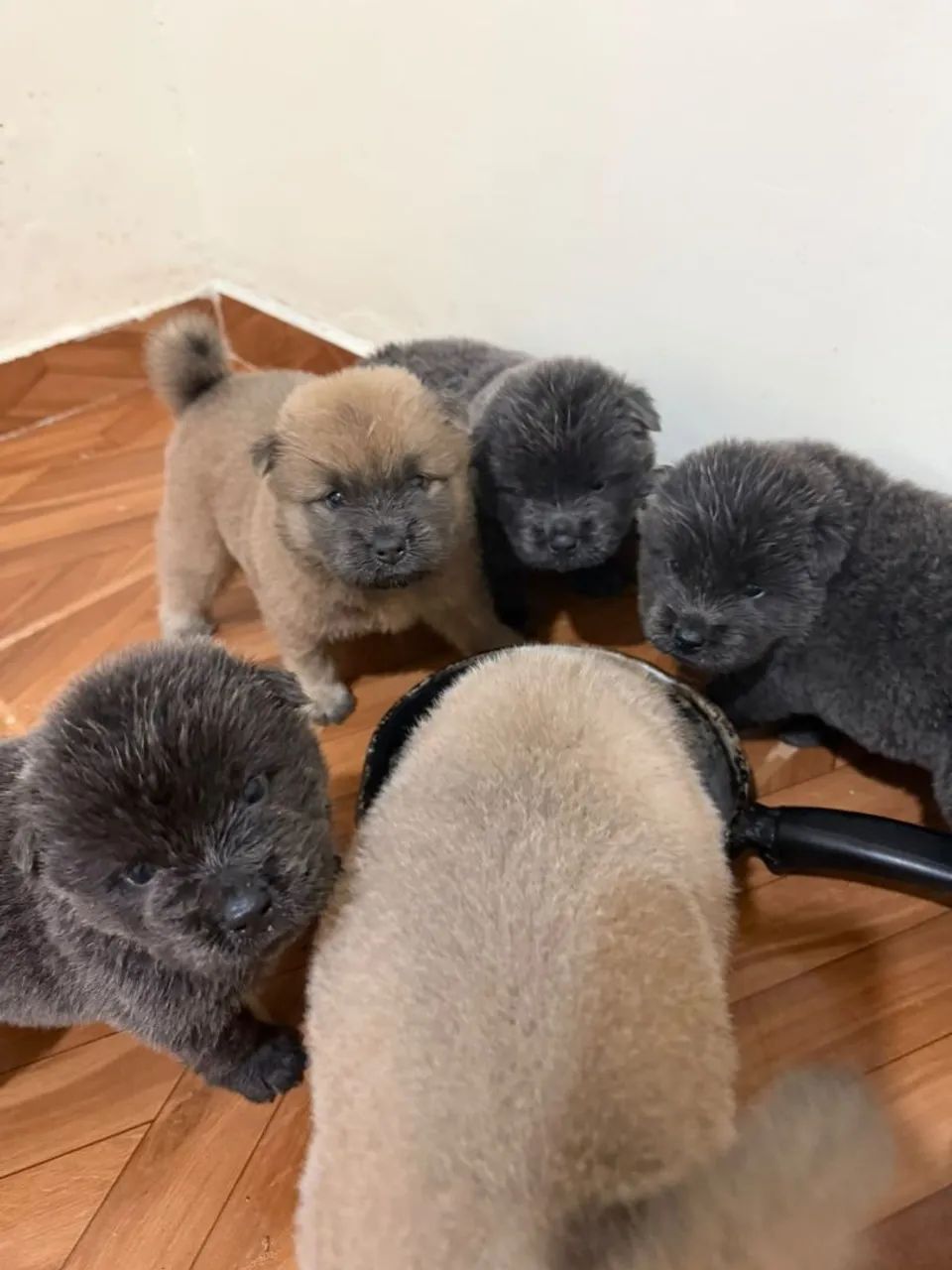Chow Chow  - Foto 2