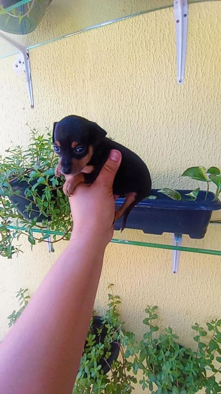 Pinscher zero macho e fêmea  - Foto 3