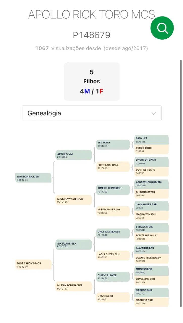 Égua prenha de garanhão puro QM APOLLO VM - Foto 5
