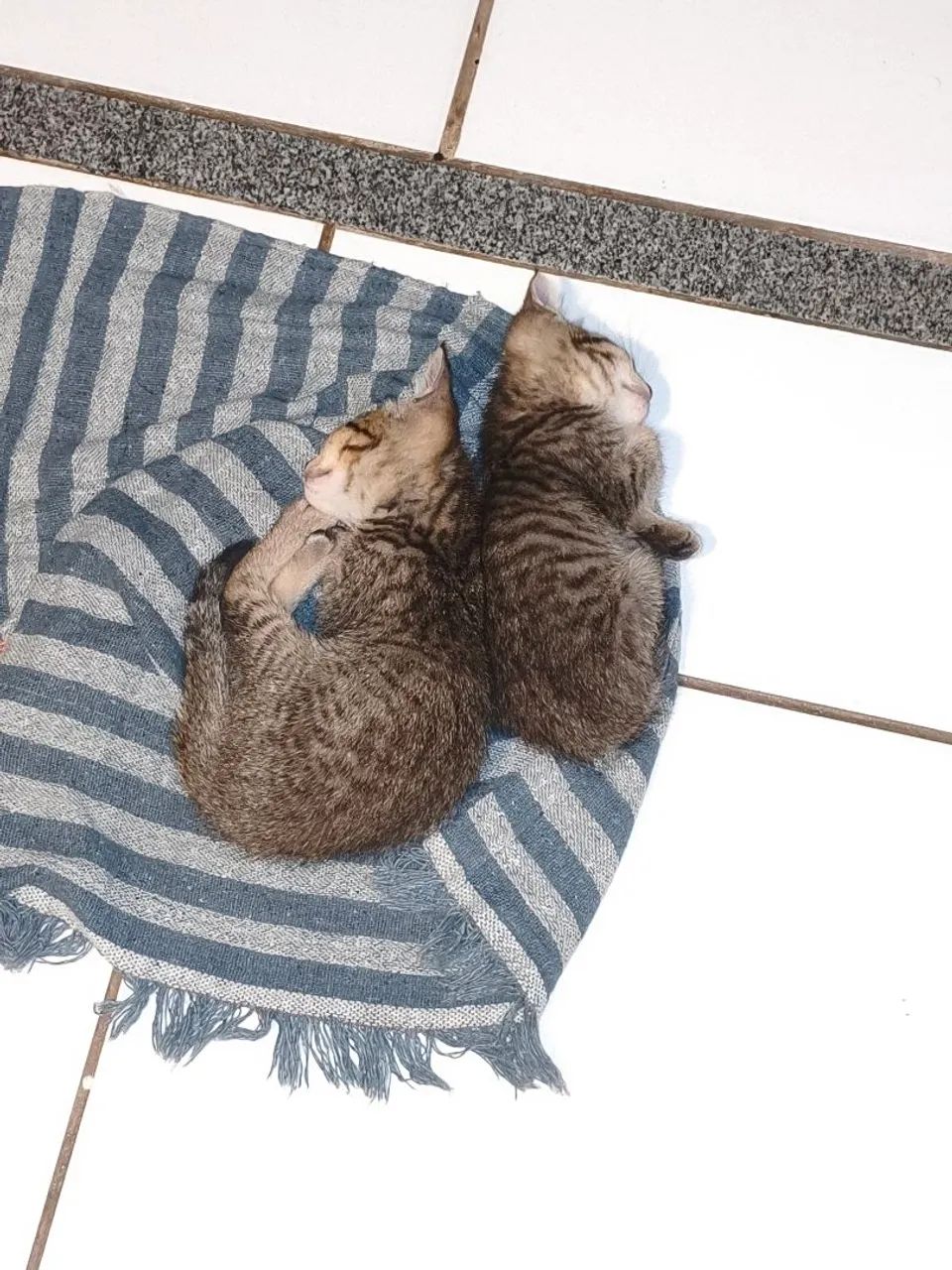 Gata  - Foto 2