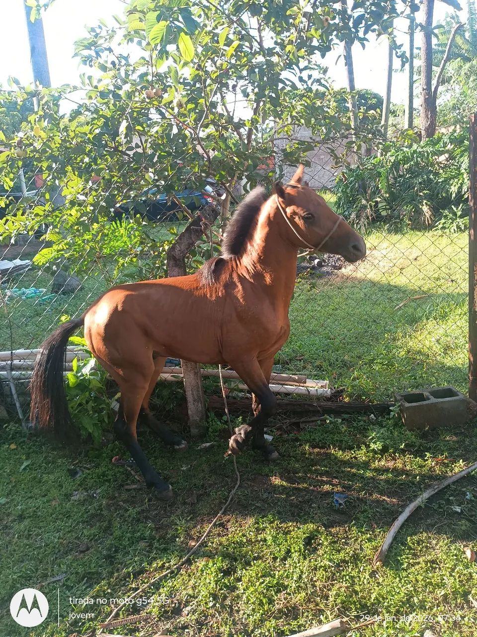 petiço 2anos garanhão limpo de defeito  - Foto 2