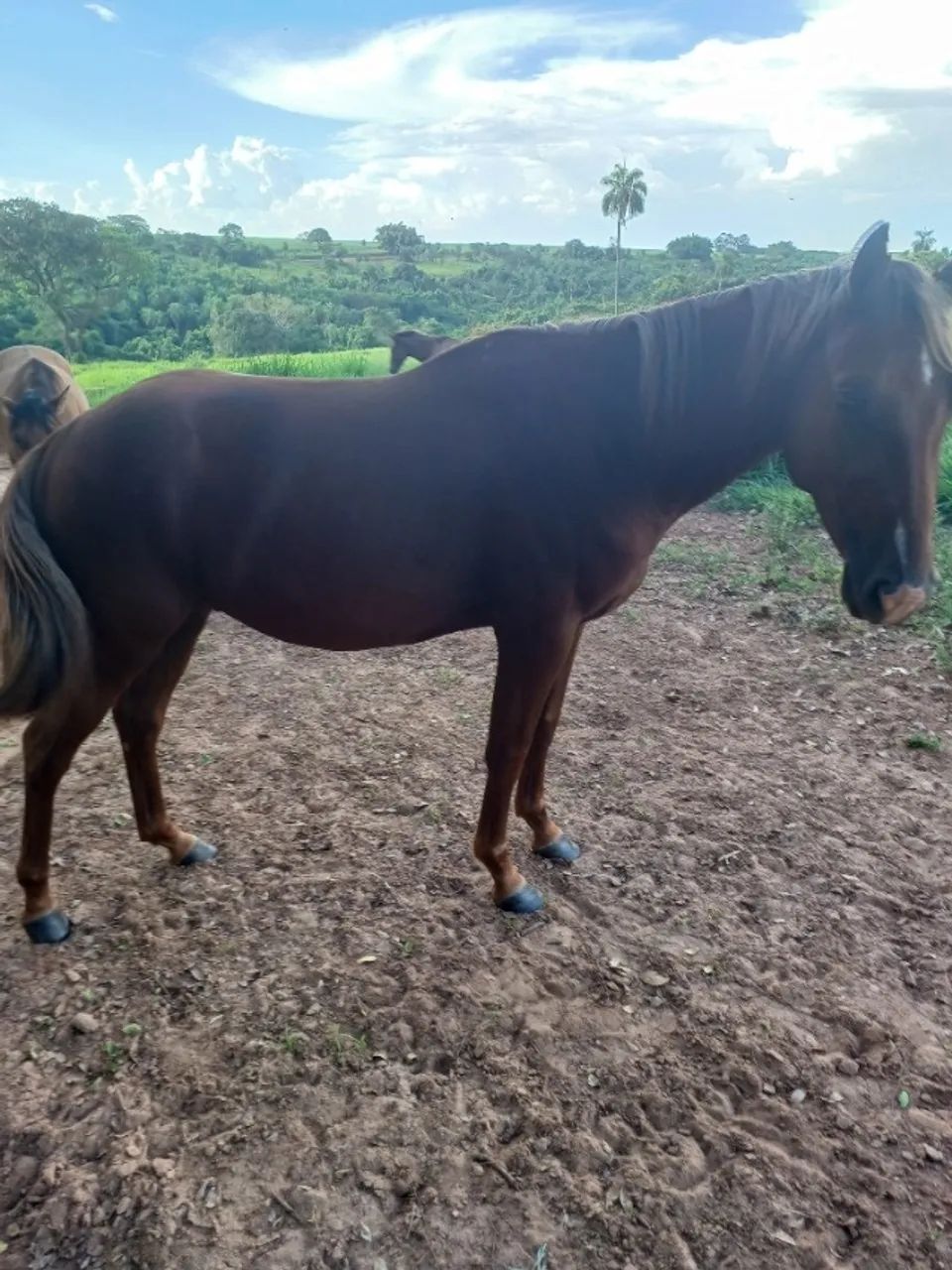 Cavalo - Foto 2