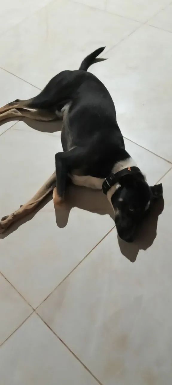Cachorro 8 meses para doação 