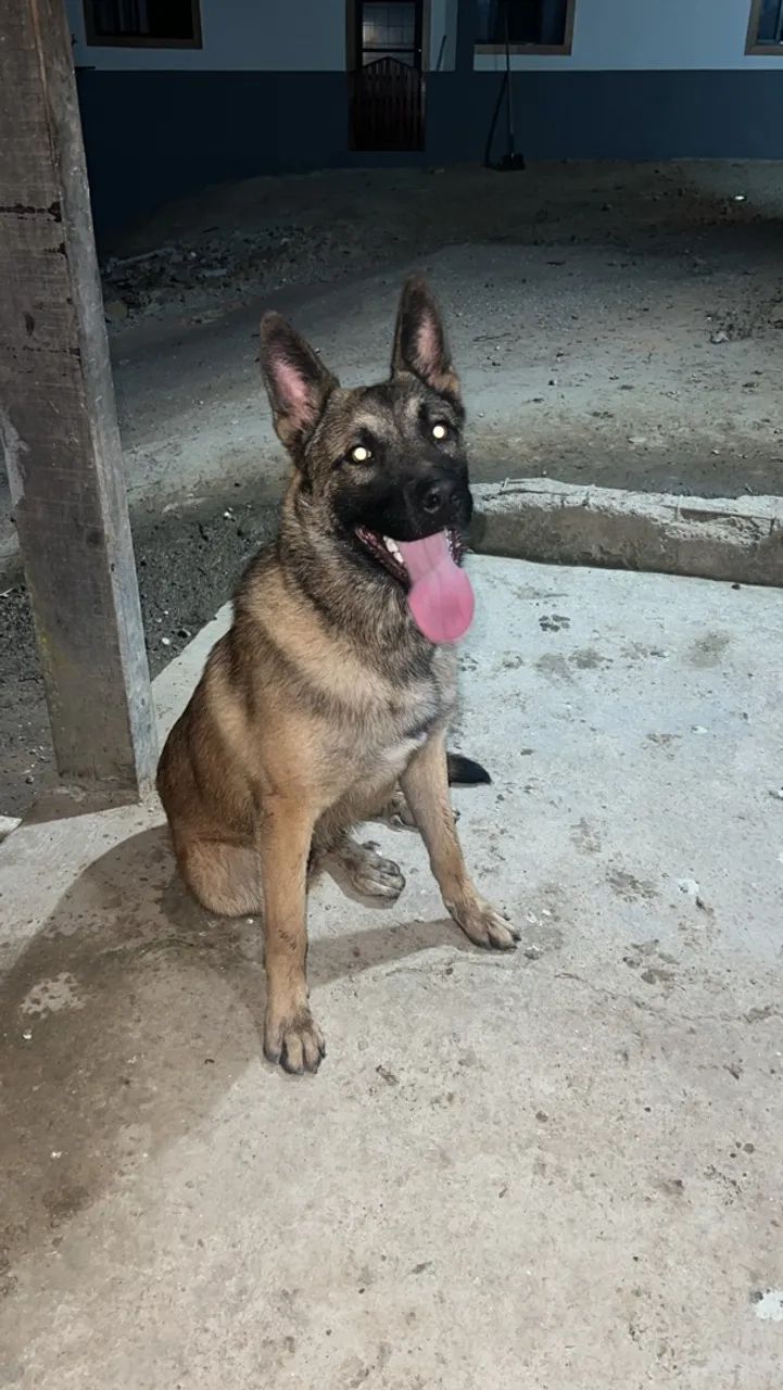Cobertura pastor malinois 
