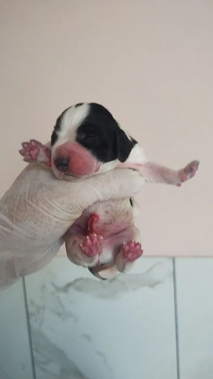 Filhotes de cocker  - Foto 5