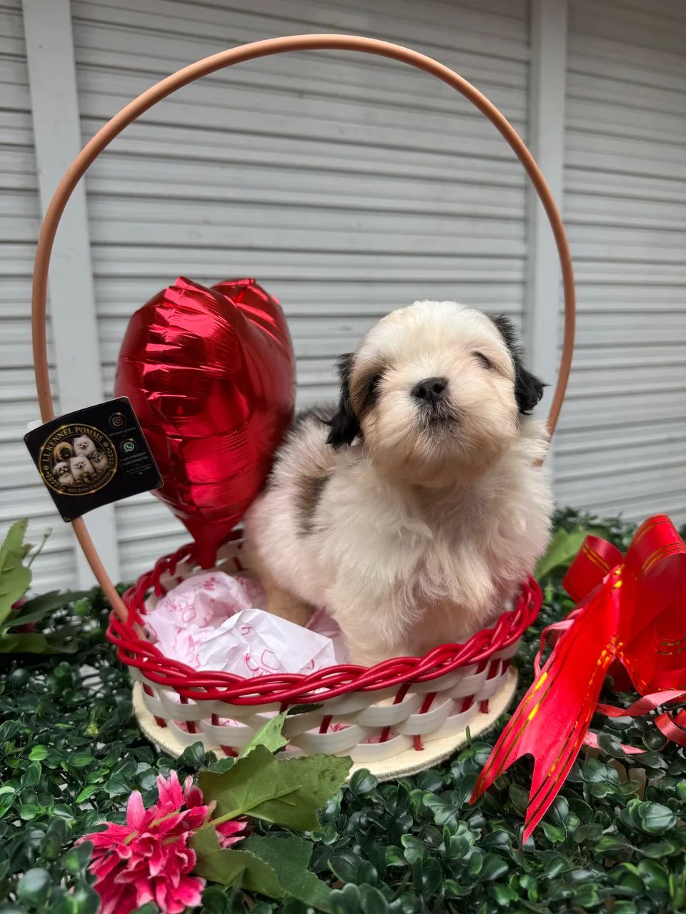 Shihtzu  - Foto 2