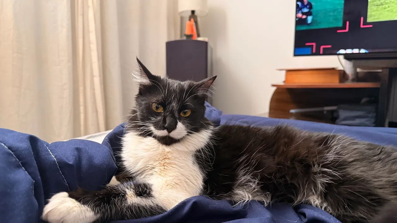 Gata para adoção - Foto 3