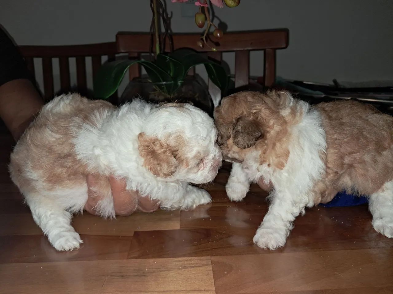 Filhotes de shih tzu 