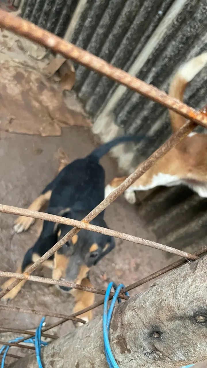 Doasse cachorrinhos  - Foto 3