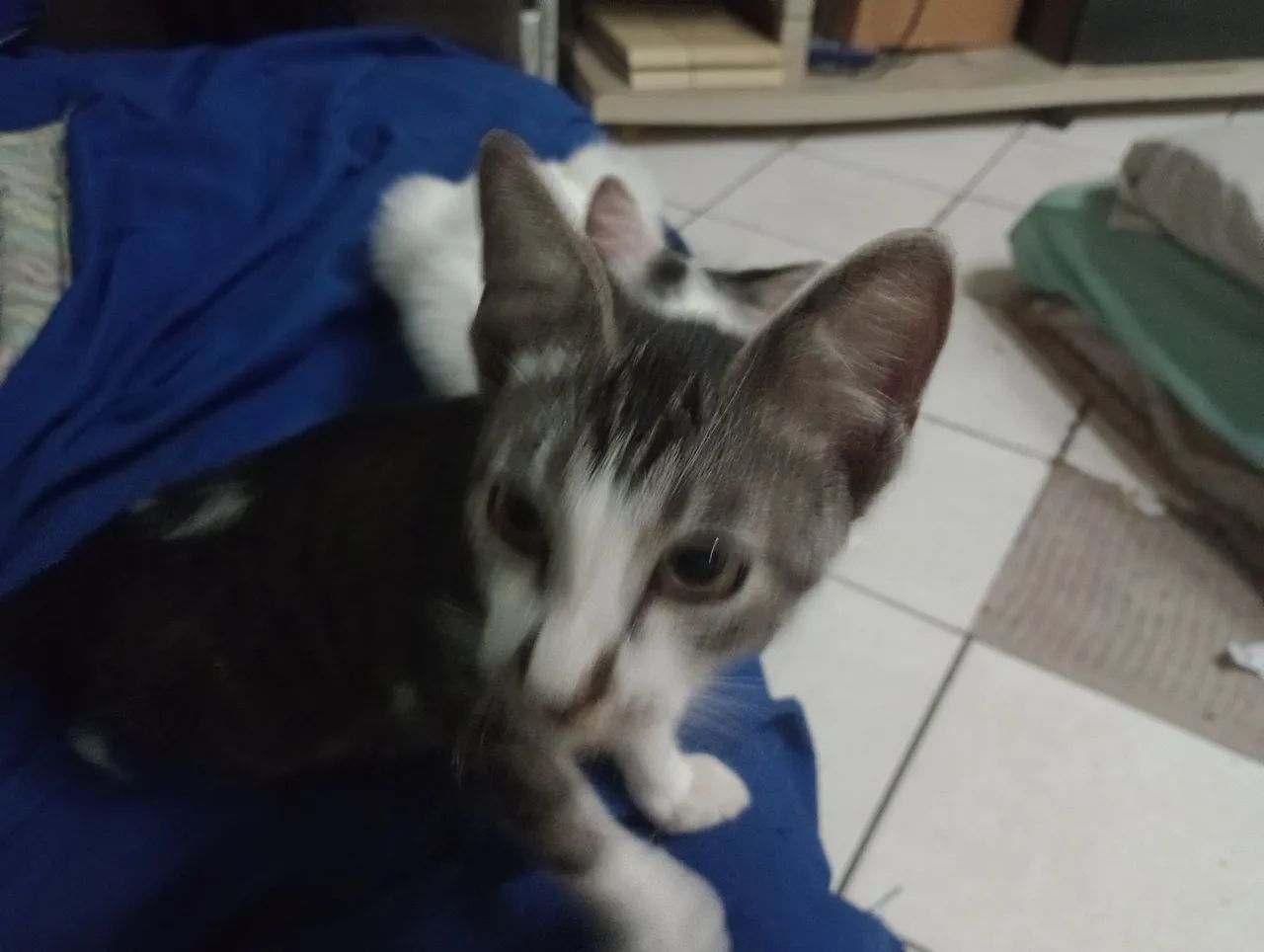 Gatinho Leelo - Foto 4