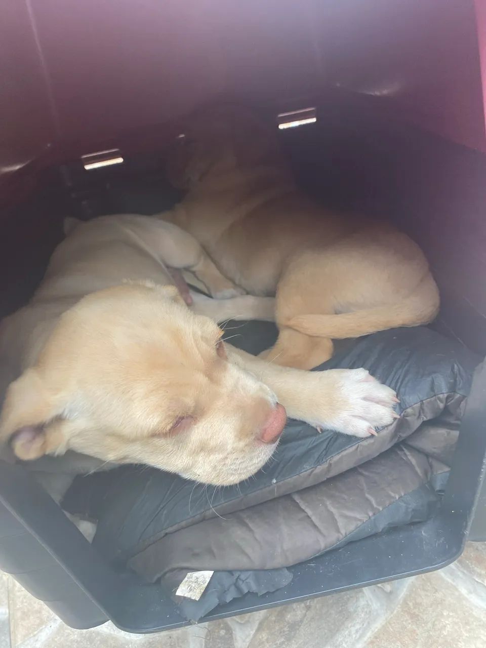 Cachorro - Foto 4