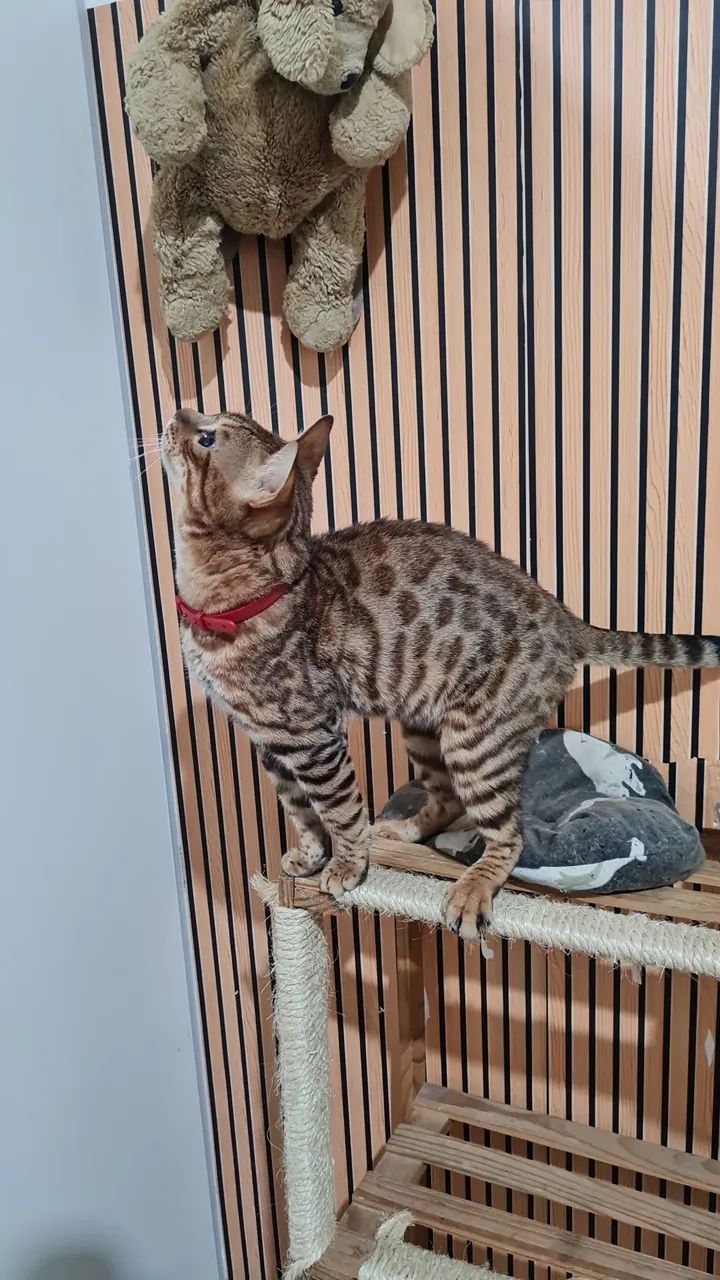 Bengal