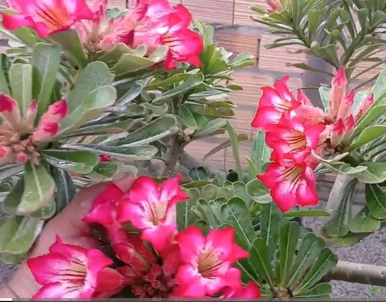 Rosa do deserto buque  - Foto 4