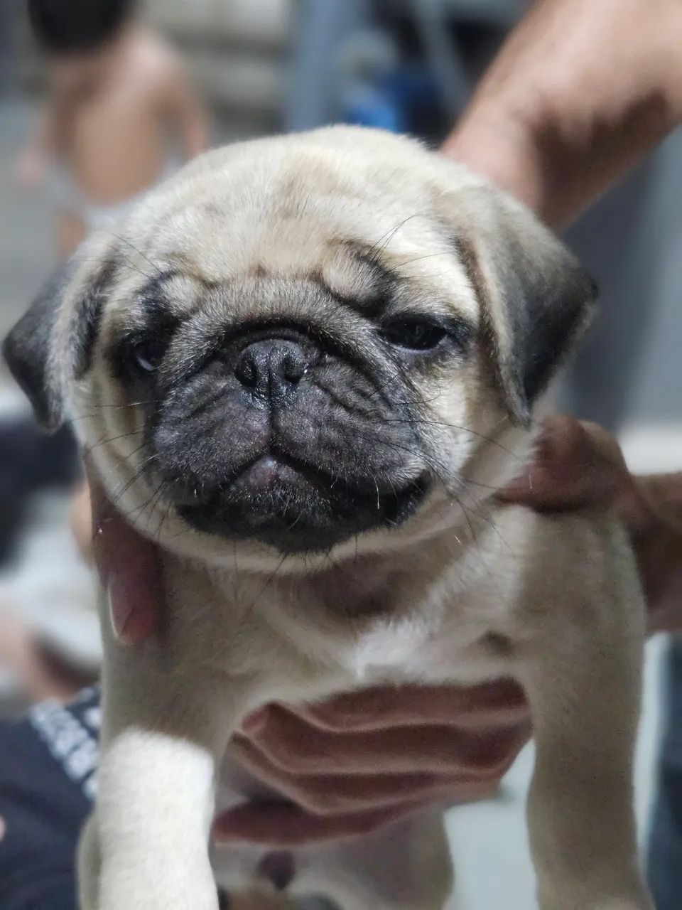 Filhotes de Pug  - Foto 2