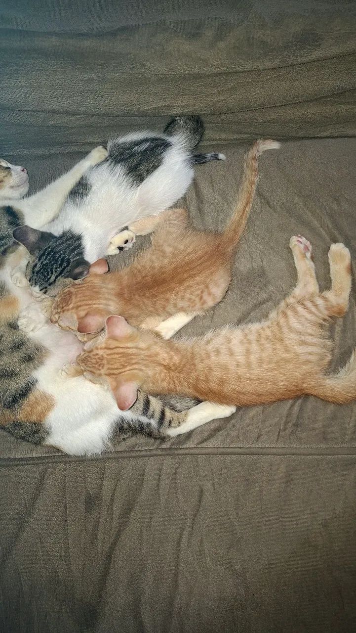 Filhotes de Gatos