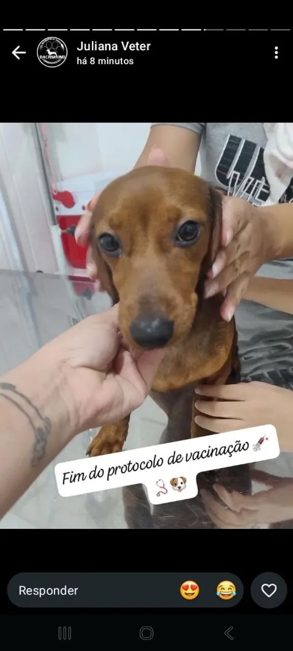 Daschound casal - Foto 3