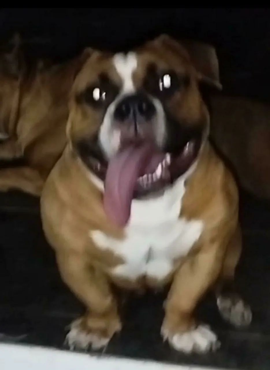 American bully micro cobertura  - Foto 2
