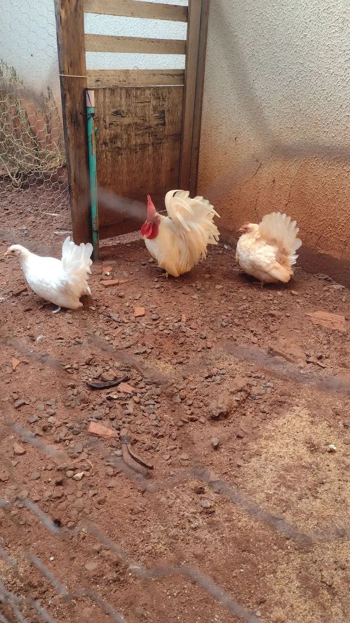 Galinhas garnisé  - Foto 3