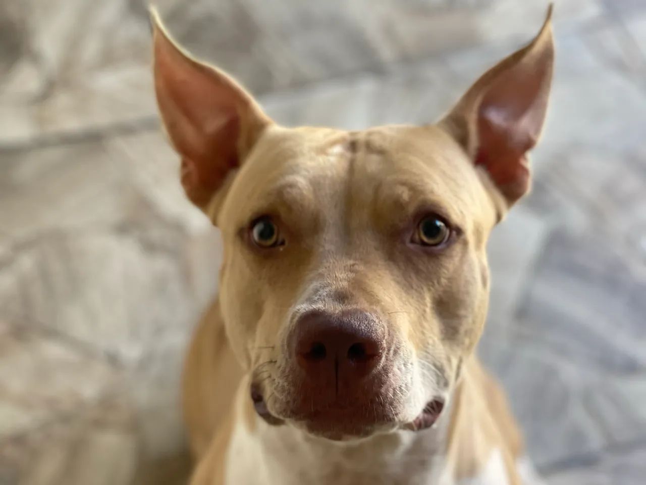 Filhotes de pit bull  - Foto 5