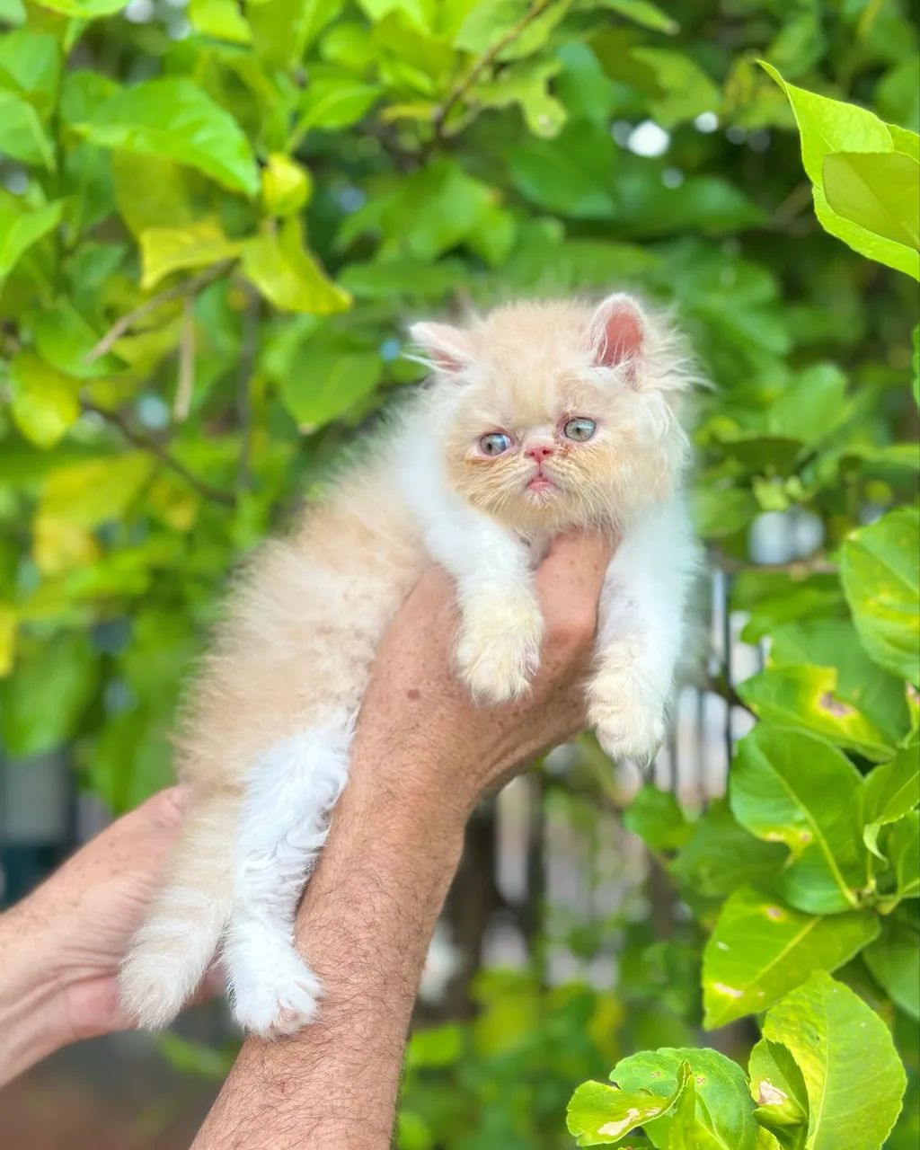 Persa filhote macho - Foto 2