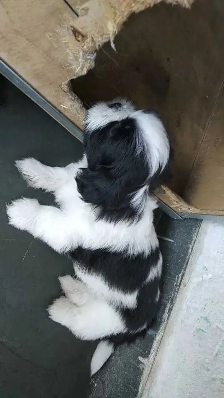 Filhotes de Shitzu 