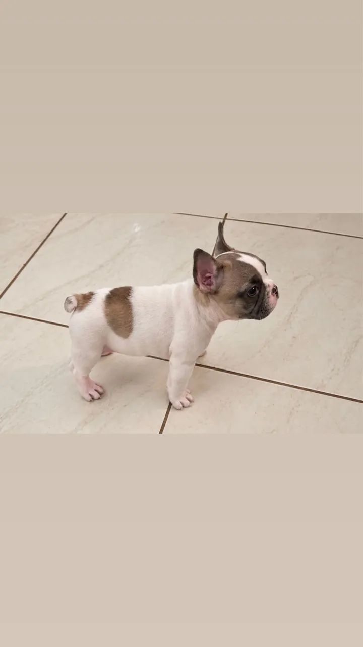 Bebê Bulldog Francês  - Foto 2