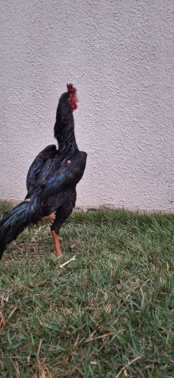 Frango  - Foto 2