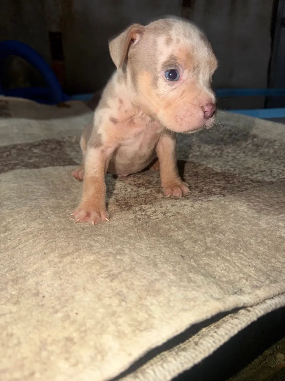 American bully pocket  - Foto 2