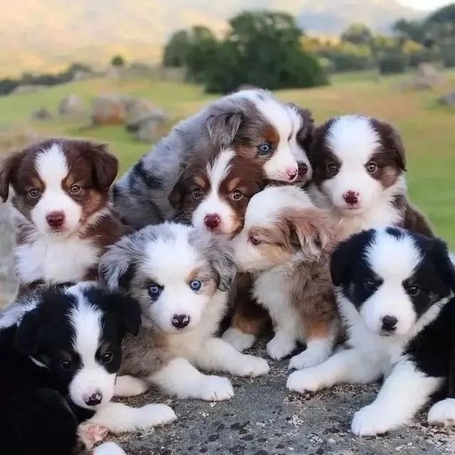 Border Collie 