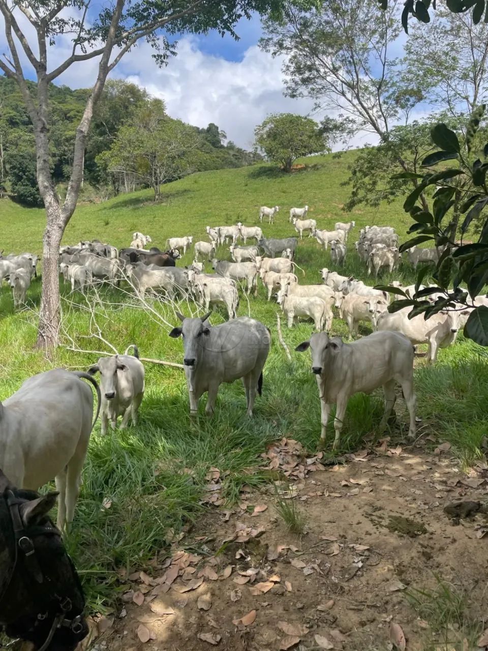 Fazenda com 338 hectares à venda na Divisa de Alagoas com Pernambuco - Foto 3
