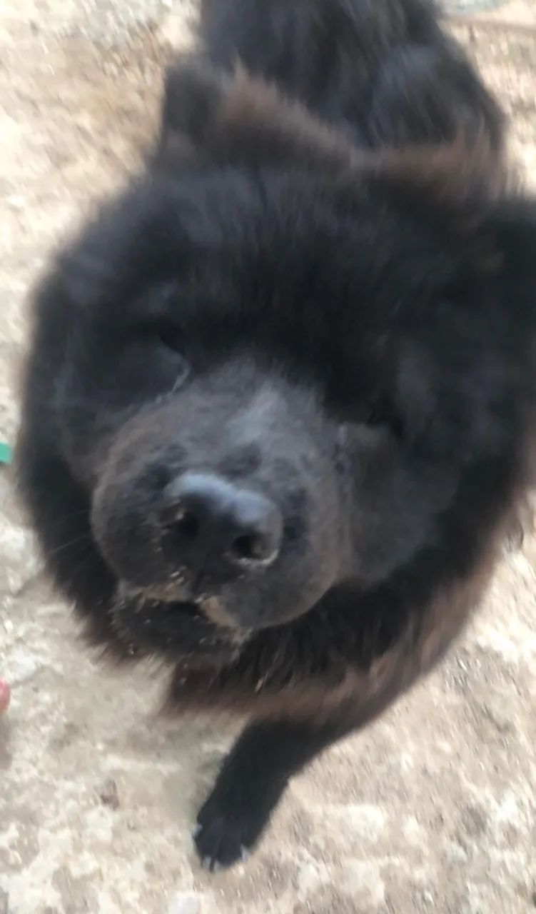Chow Chow  - Foto 2