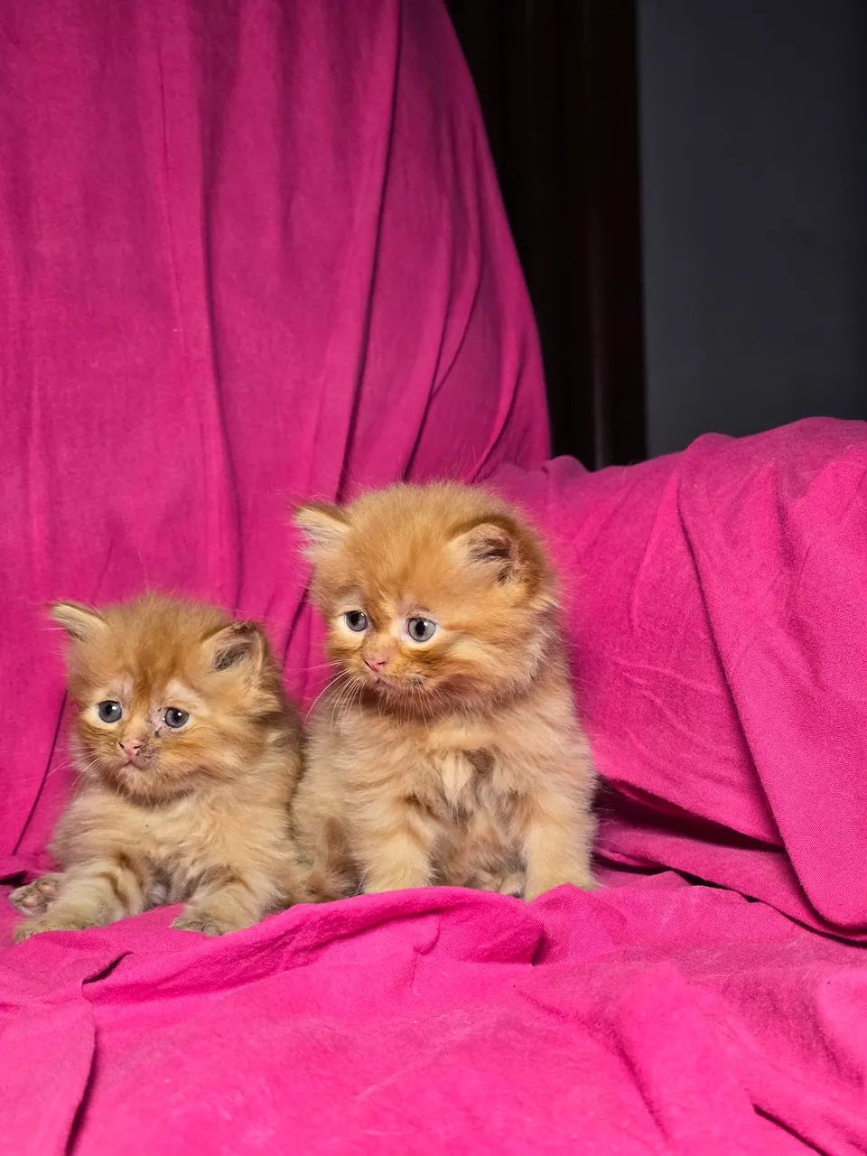 Gato Persa disponíveis, Canil e Gatil Legalizado para venda de cães e gato em Teresina-PI  - Foto 2