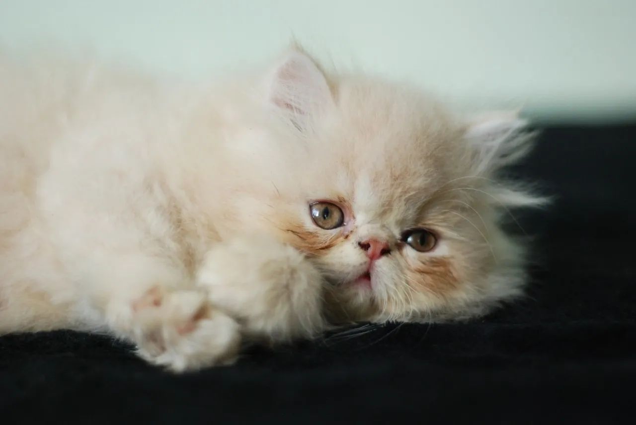 Gato persa macho - Foto 2