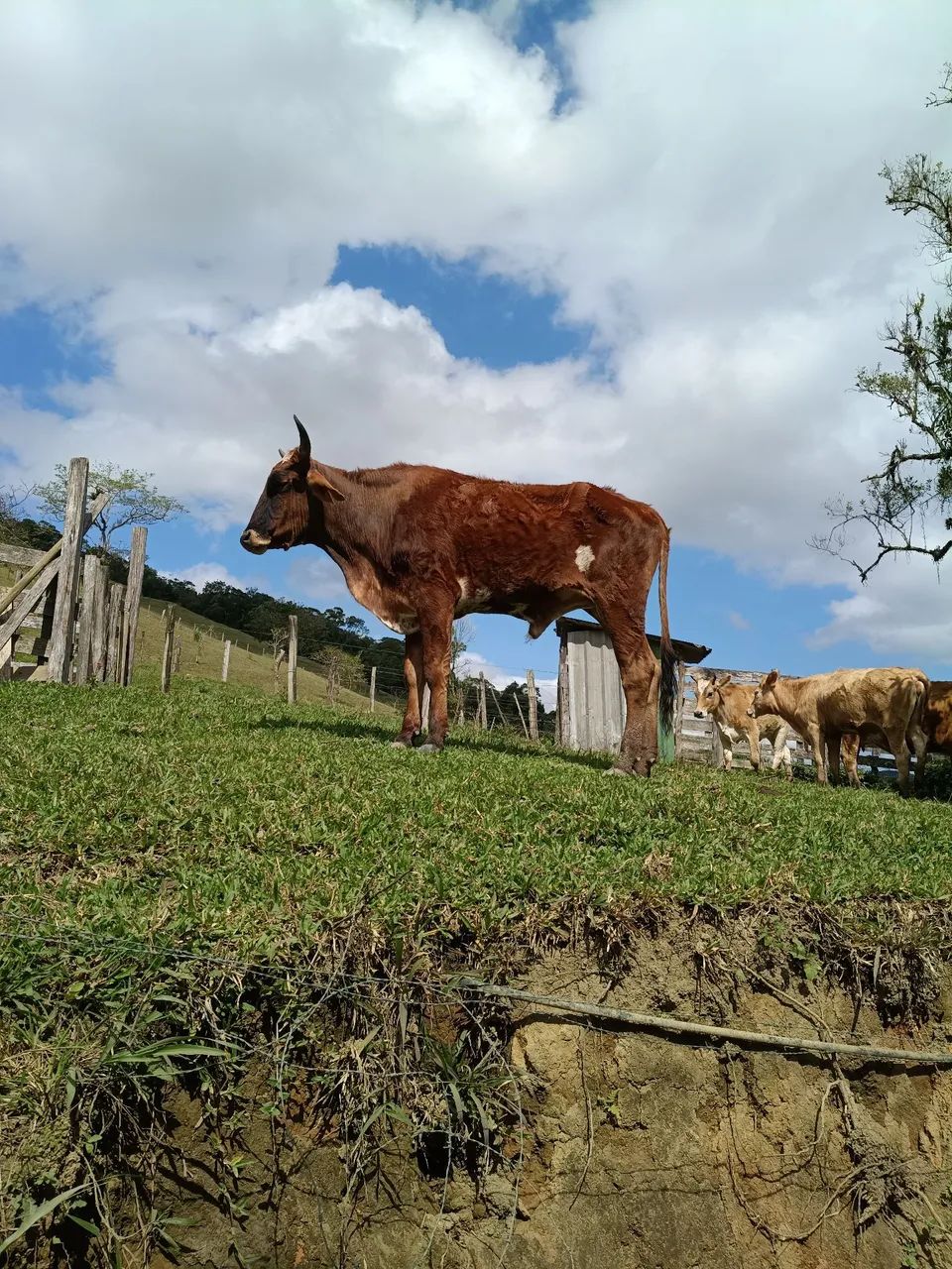 Vendo Boi - Foto 3