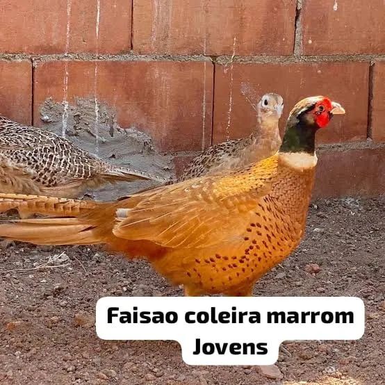 Coleira jovem 