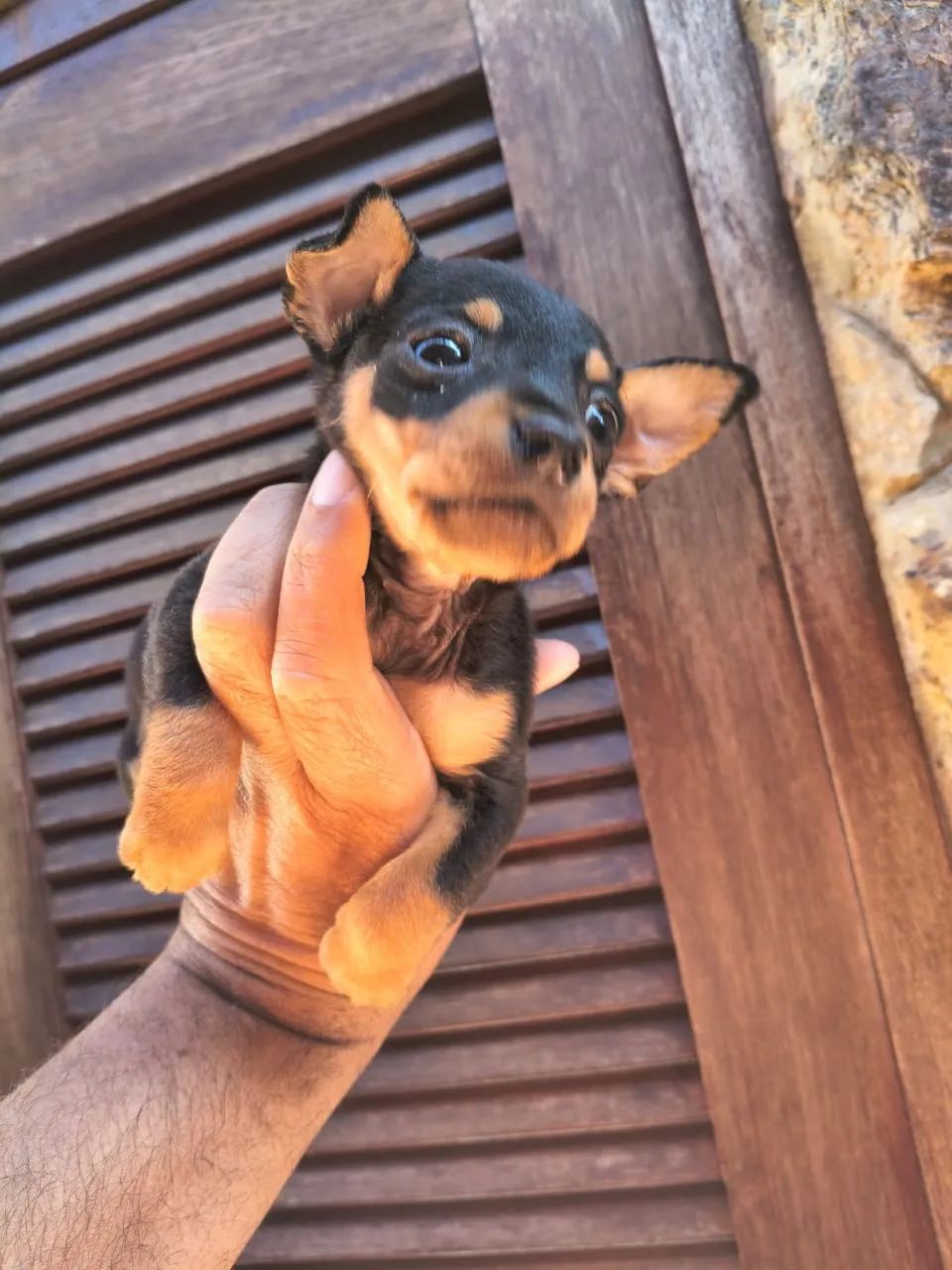 Pinscher a venda 