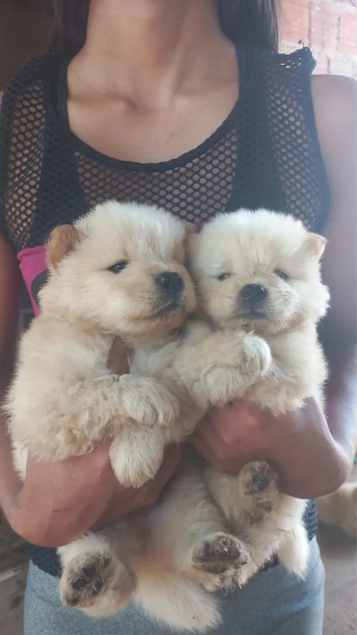 Cachorro 