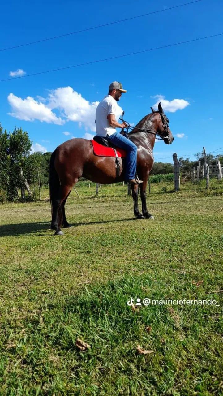 Vendo égua com registro 