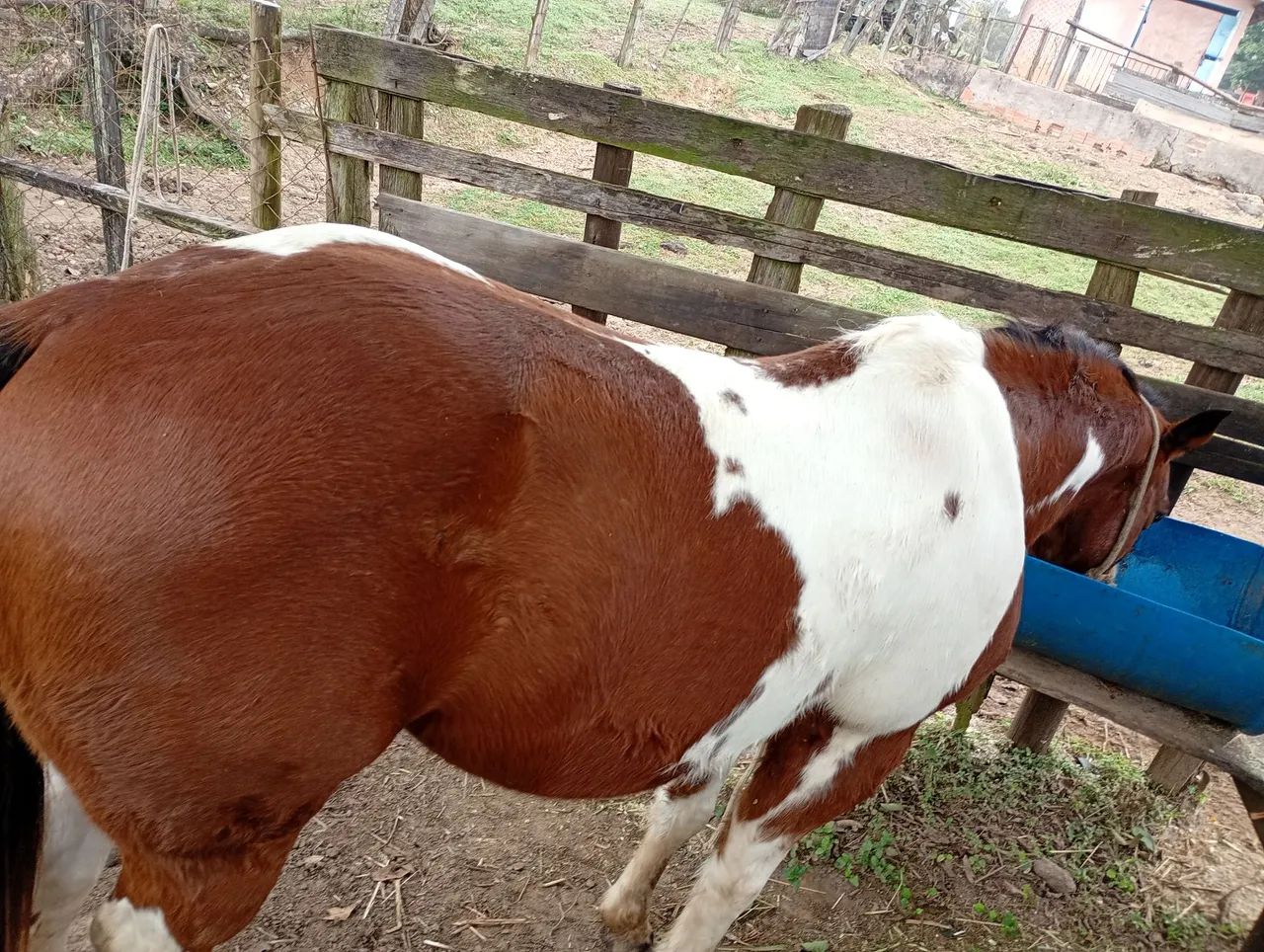 Cavalo quarto de milha Bulldog pampa